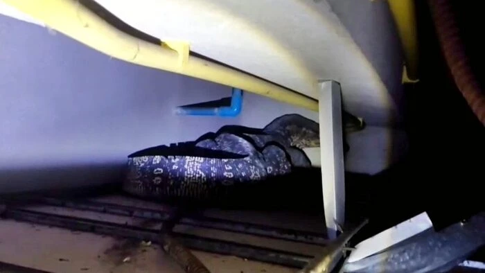 Nghe tiếng động trên trần nhà, tá hỏa thấy "quái thú" khủng