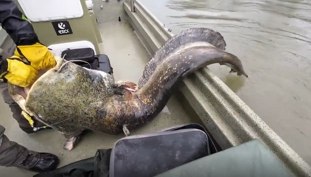 View - Đi câu cá, cần thủ sốc nặng thấy quái ngư 100 kg sa lưới | Báo Tri thức và Cuộc sống - TIN TỨC PHỔ BIẾN KIẾN THỨC 24H