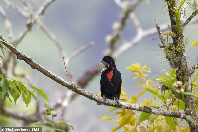 Hơn 500 loài chim sẽ tuyệt chủng trong 100 năm tới