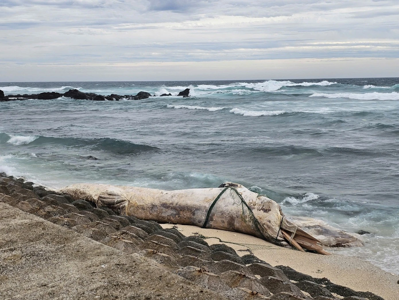 Xác cá voi khổng lồ dạt vào biển Lý Sơn giữa tâm bão số 10