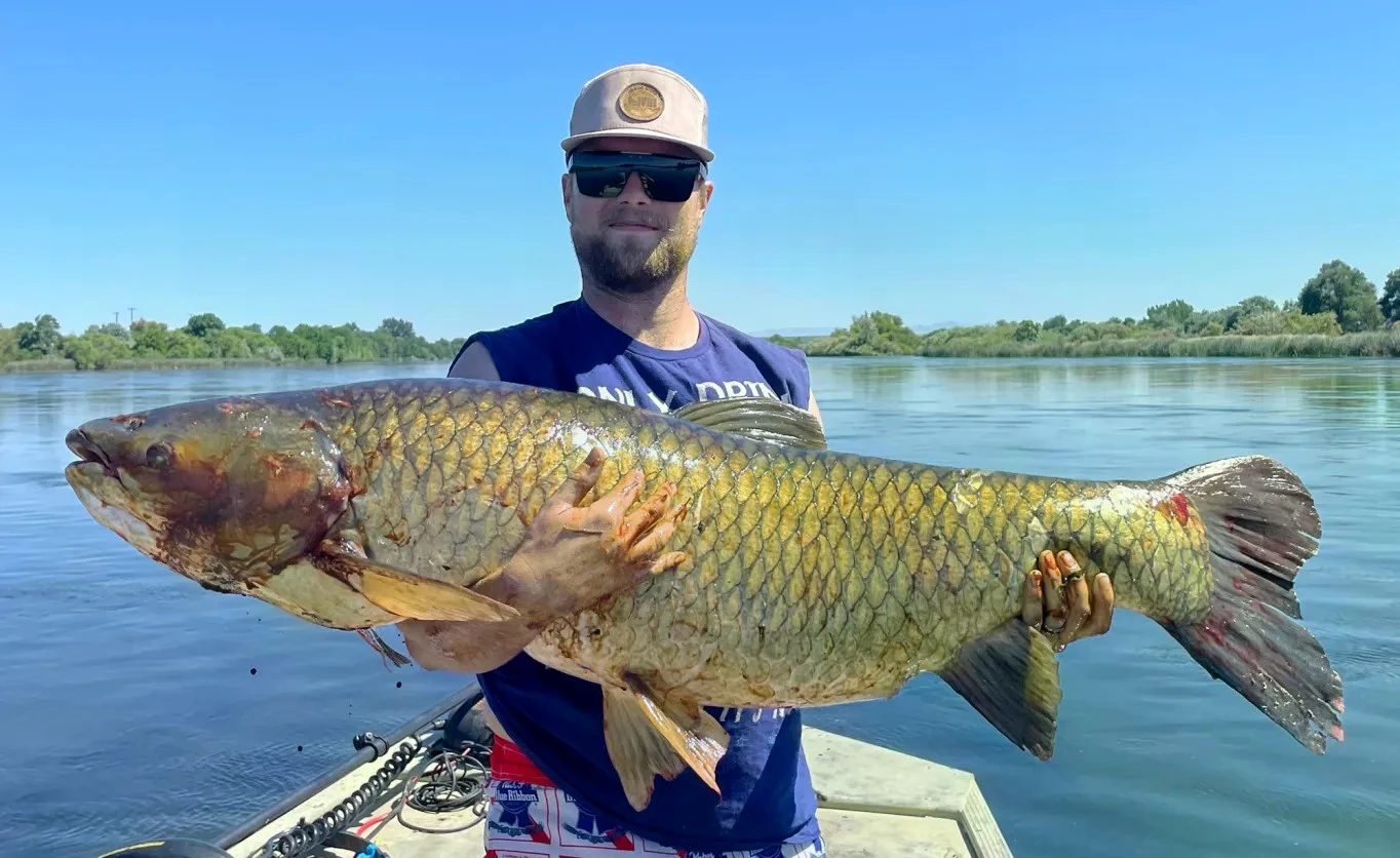 'Thủy quái' cắn câu, cần thủ hốt hoảng kéo lên cá trắm 31kg