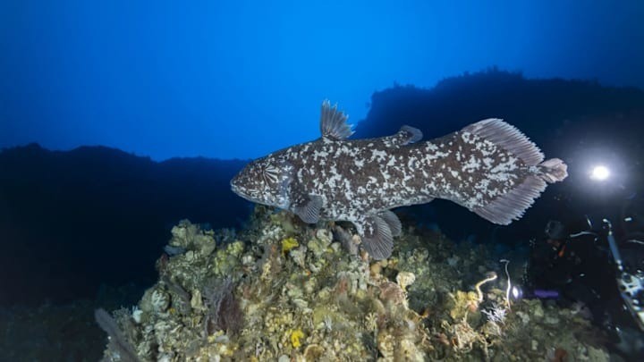 View - Cá vây tay tuyệt tích 65 triệu năm bỗng tái xuất thần kỳ | Báo Tri thức và Cuộc sống - TIN TỨC PHỔ BIẾN KIẾN THỨC 24H