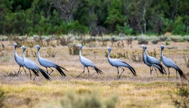 Sếu xanh ở Nam Phi sắp tuyệt chủng vì lý do đau lòng