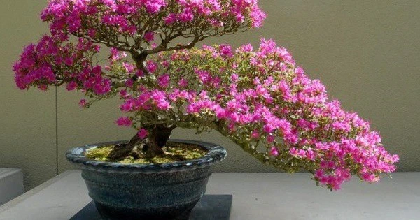 Vì sao ngày càng ít người trồng hoa đỗ quyên trong nhà?