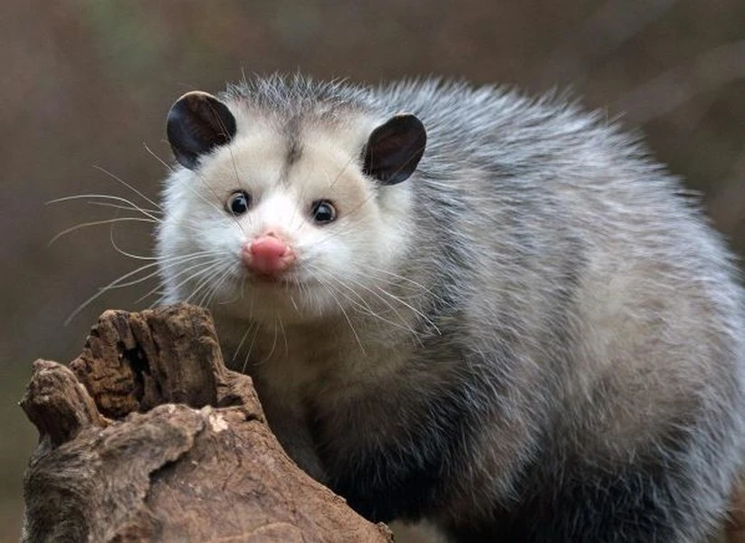 Sửng sốt bí kíp giả chết của chồn Opossum thoát nanh vuốt kẻ săn mồi