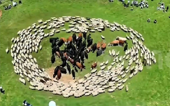 Sự thật đàn cừu đi vòng tròn quanh bò gây hoang mang tại Trung Quốc