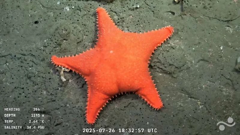  Sao biển màu cam "mông to" gây chú ý ngoài khơi Argentina