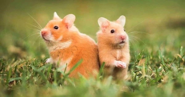 Chúc mừng 4 con giáp được sao Tài lộc chiếu mệnh tháng 7