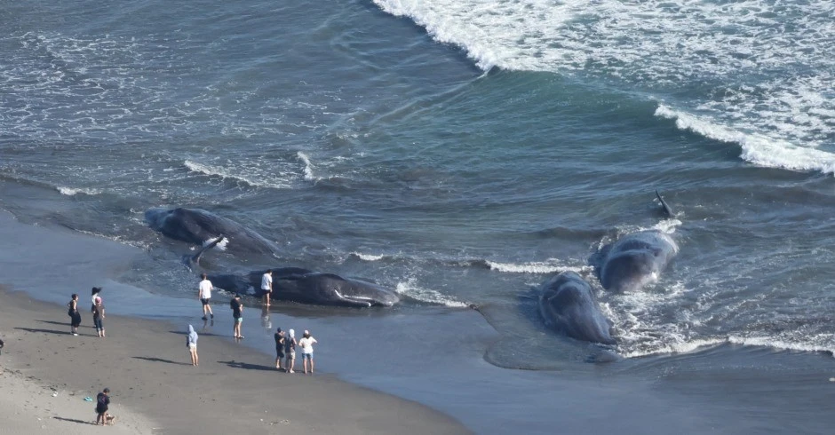 Động đất mạnh rung chuyển, cá voi dạt bờ gây chấn động Nhật Bản