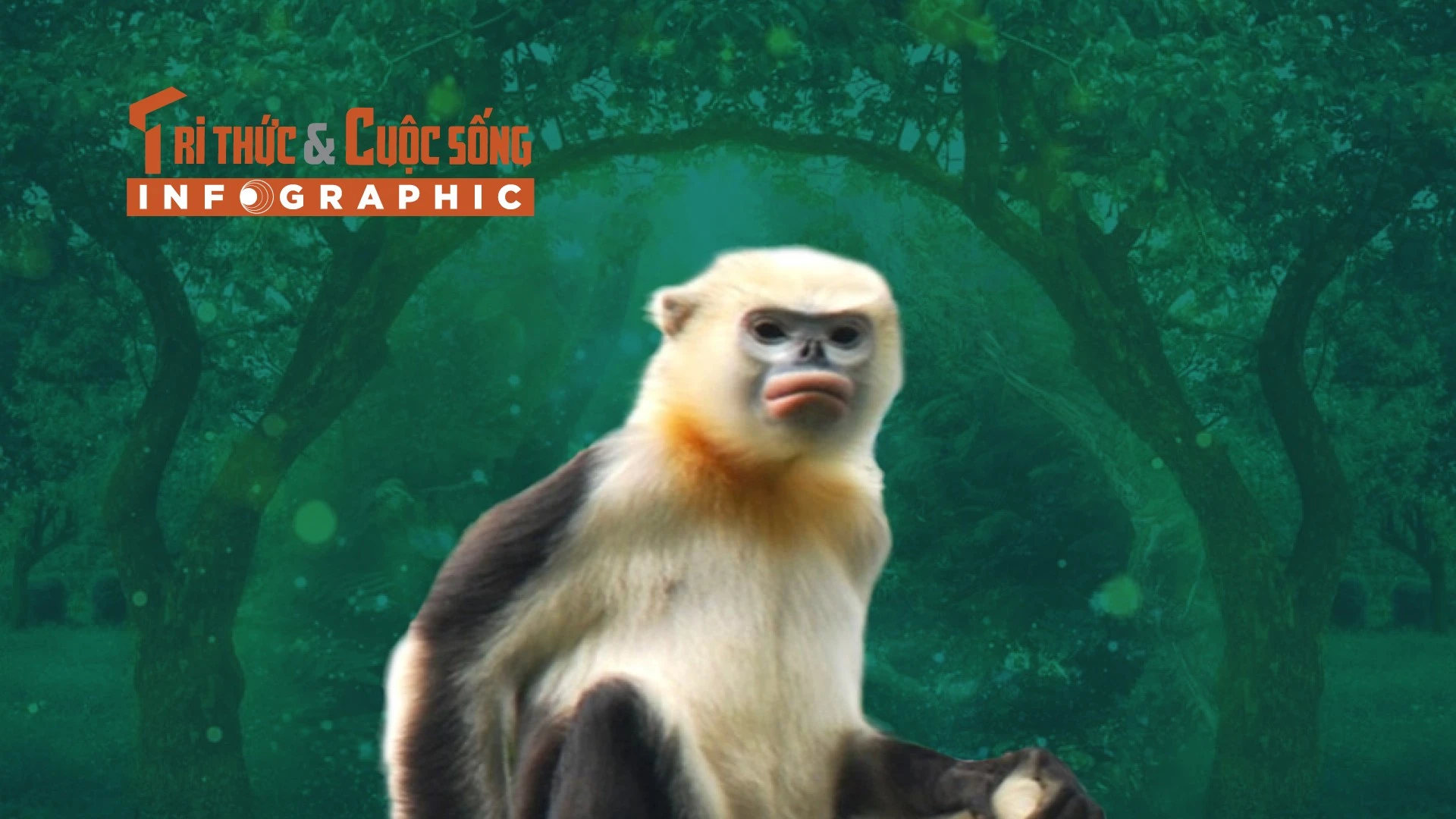 [INFOGRAPHIC] Loài động vật quý hiếm chỉ có ở Việt Nam