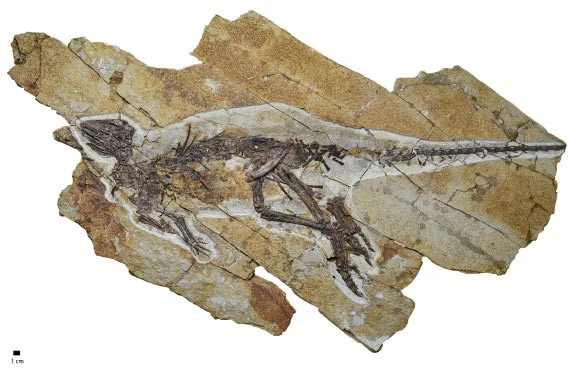 Kinh ngạc phát hiện bộ xương “rồng xanh” 160 triệu năm tuổi