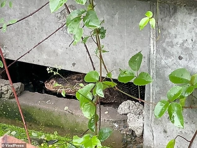 Từ tiếng động lạ, ngã quỵ thấy "quái thú" làm việc tày đình