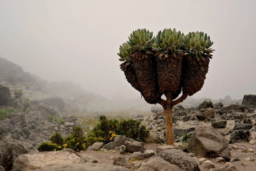 Kỳ lạ loài cây cao 9 mét mọc giữa khí hậu khắc nghiệt nhất