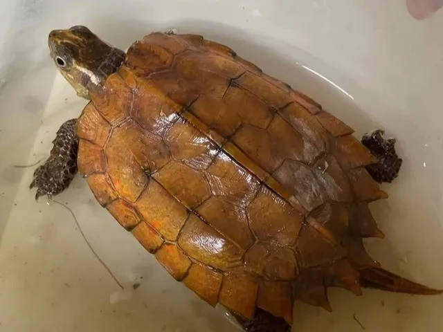 Rùa vàng đi lạc vào nhà dân ở Hà Tĩnh là loài cực quý