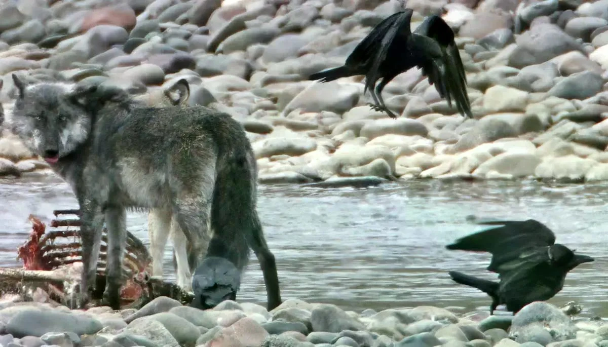 Bí ẩn "liên minh" săn mồi giữa quạ và sói hoang dã