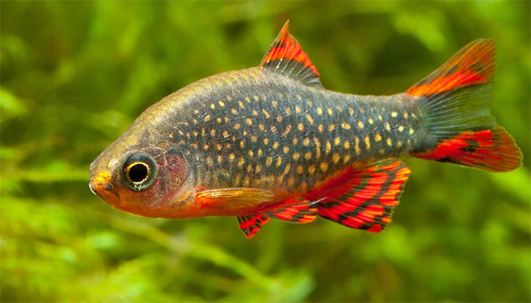 Tận mục loài cá đẹp như tranh thủy mặc, dân chơi cá cảnh mê mẩn săn lùng