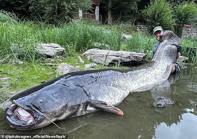 View - Bắt sống cá trê khổng lồ sau 50 phút vật lộn, ngư dân làm việc bất ngờ | Báo Tri thức và Cuộc sống - TIN TỨC PHỔ BIẾN KIẾN THỨC 24H