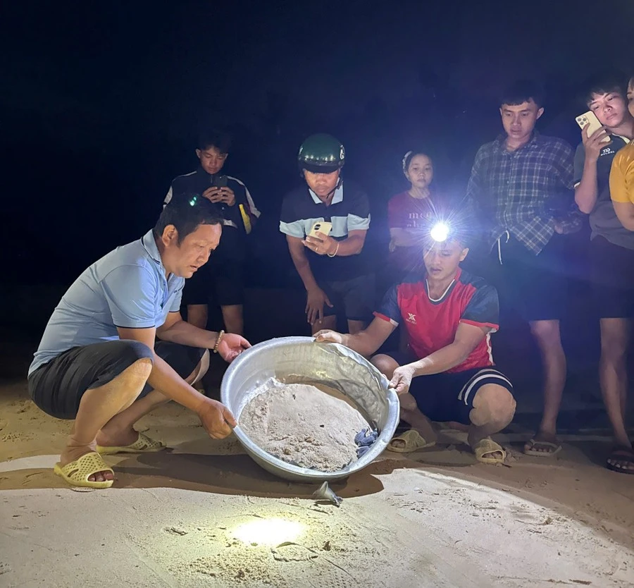 11 cá thể rùa con được thả về biển Gia Lai là loài cực quý hiếm