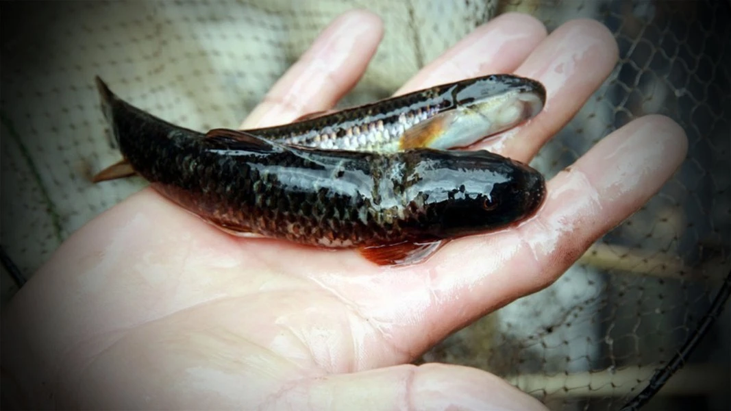 2 loại cá đắng, đặc sản suối Việt được săn lùng khắp nơi