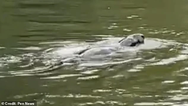 Đi dạo vô tình phát hiện sinh vật bí ẩn ở sông Thames