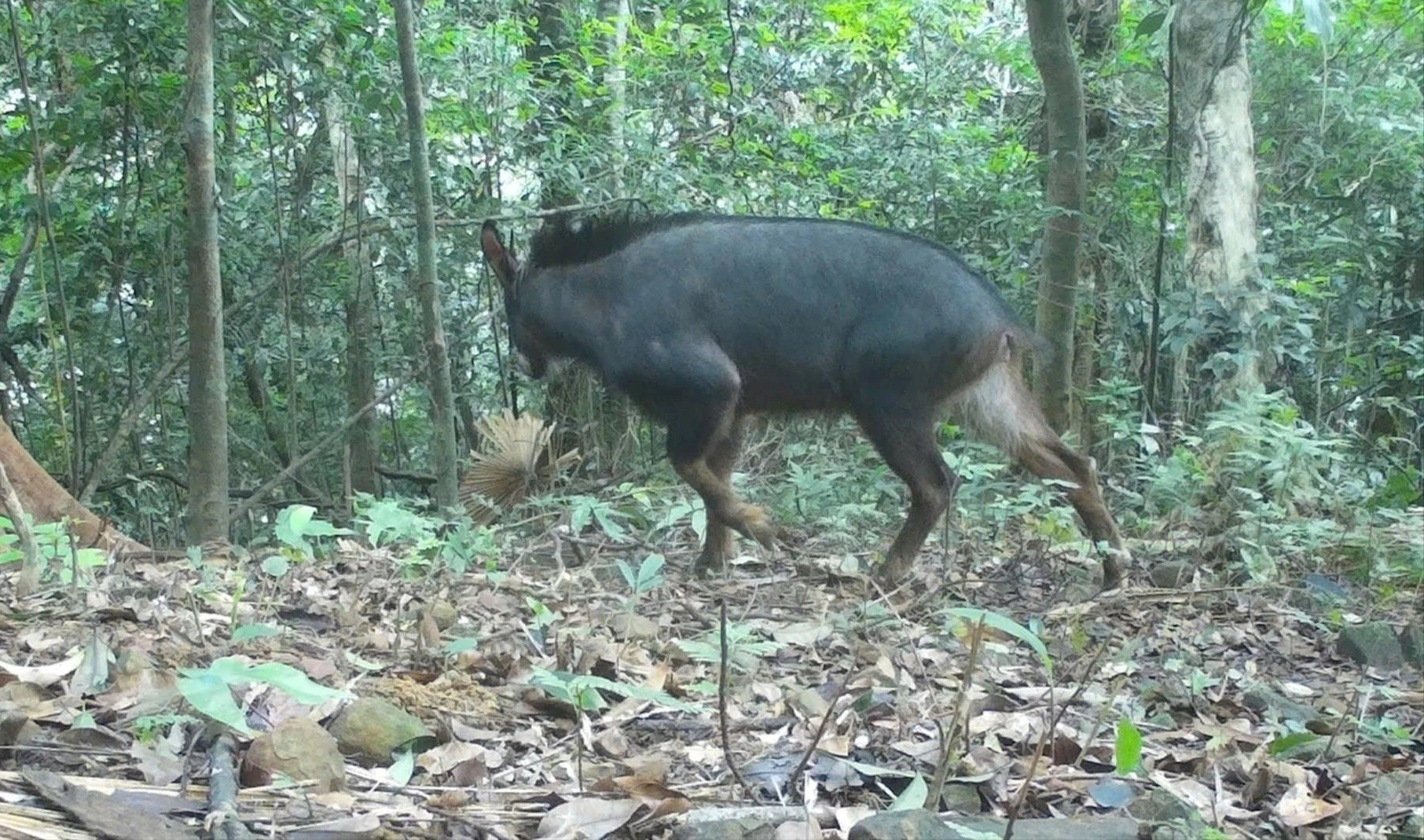 Bẫy ảnh phát hiện 22 loài động vật quý hiếm trong rừng Quảng Trị