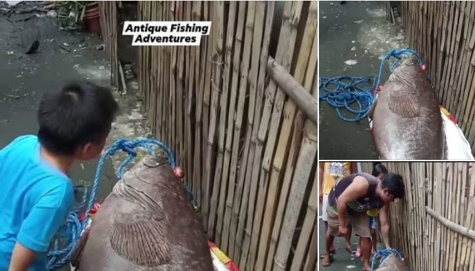 Cá song nặng gần tạ được kéo lên thuyền, ngư phủ choáng váng