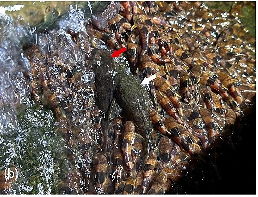 Hiếm gặp đàn cá chốt bông nghìn con leo thác nước cao ở Brazil