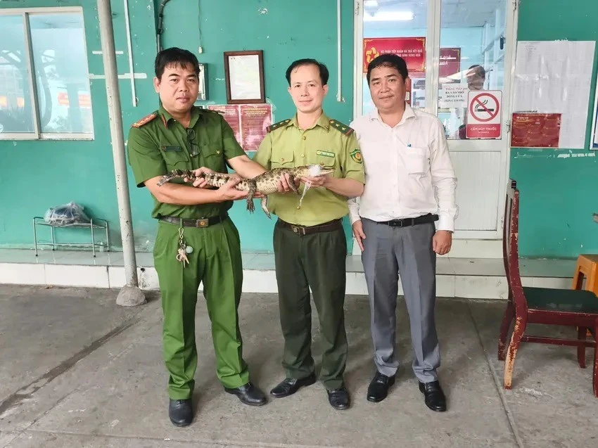 Cá sấu bắt dưới kênh Nước Đen ở TP.HCM là loài quý, hiếm!