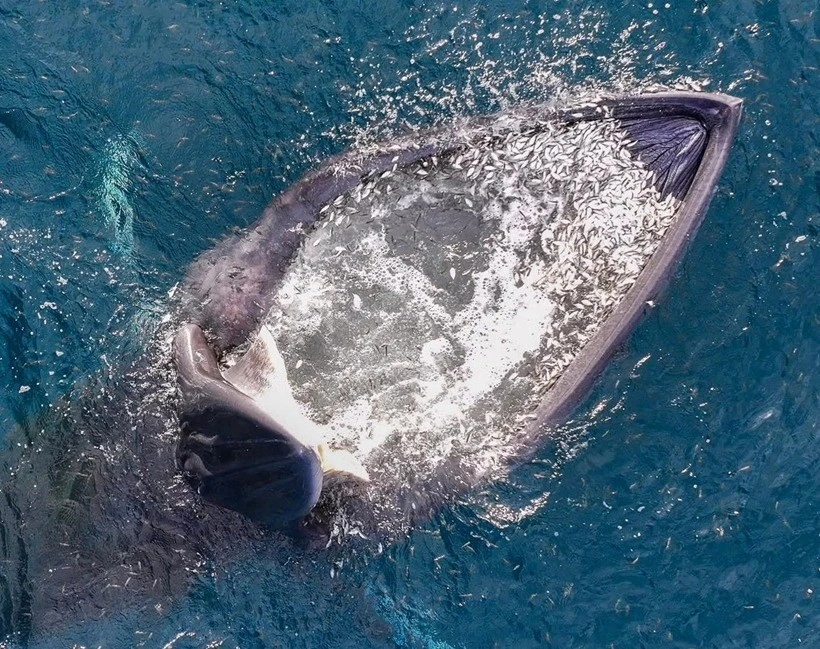 Cảnh tượng cá voi săn mồi ngoạn mục tại vịnh Nha Trang gây sốt