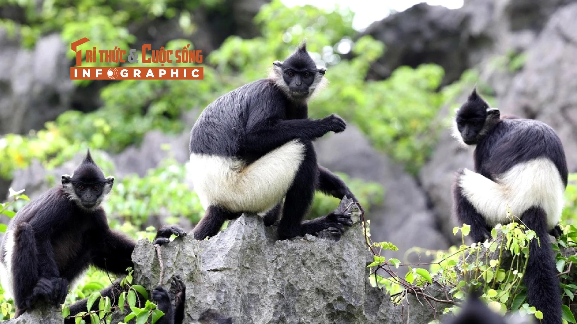 [INFOGRAPHIC] Voọc mông trắng "hồi sinh" tại Tràng An