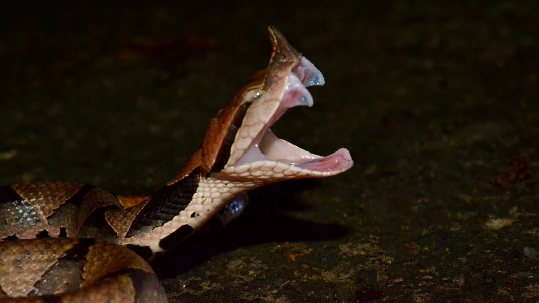 Loài rắn độc ở Việt Nam khiến nạn nhân mất mạng sau đúng 100 bước chân