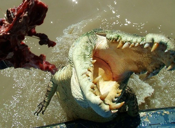 Đang cầu nguyện, người đàn ông bị "quái thú" chồm lên cắn