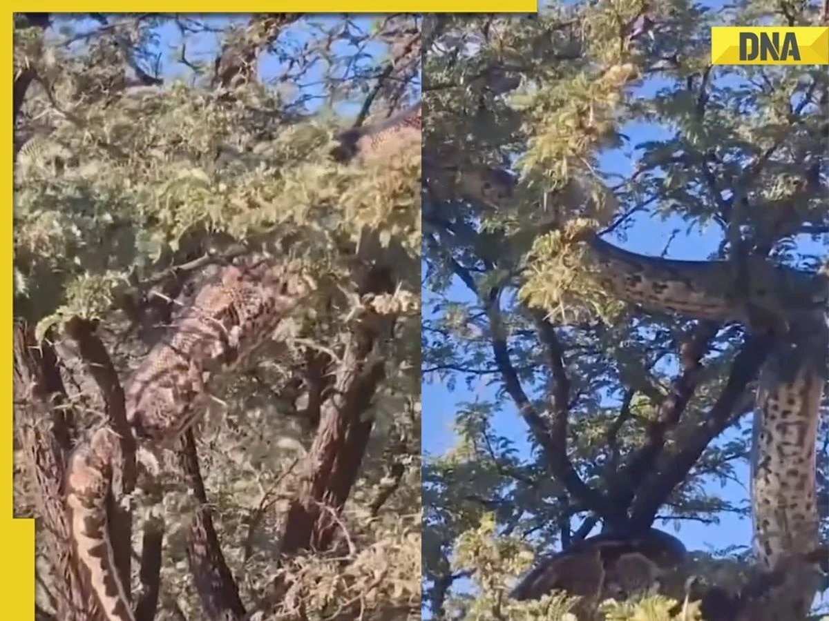 Nhìn lên cây, hốt hoảng thấy "quái thú" làm chuyện động trời