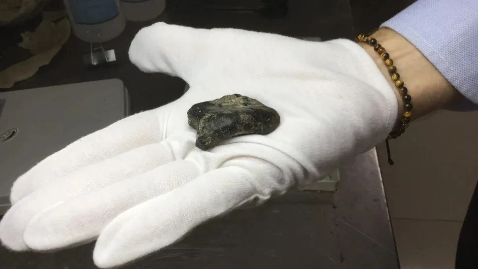 Phát hiện xương người hóa thạch dưới biển, lai lịch gây sốc