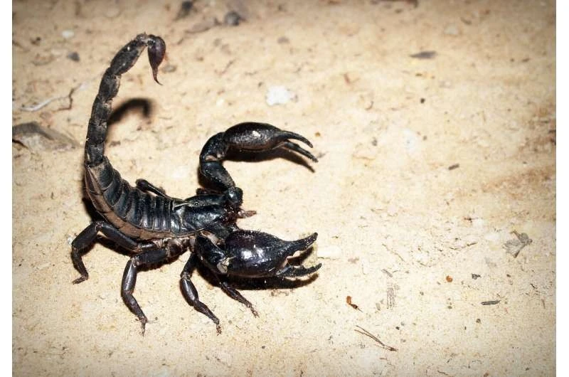 Nọc độc bọ cạp ở Amazon 'khắc tinh' của tế bào ung thư vú