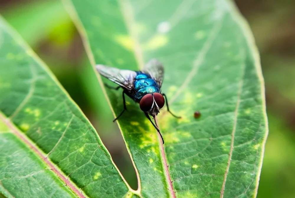 Mỹ ghi nhận ca nhiễm giòi ăn thịt đầu tiên, loài ký sinh trùng gây ám ảnh