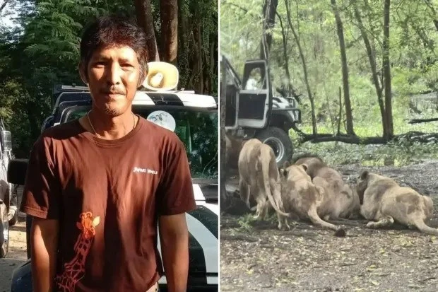 Đàn sư tử nổi điên tấn công nhân viên vườn thú ngay tại Bangkok