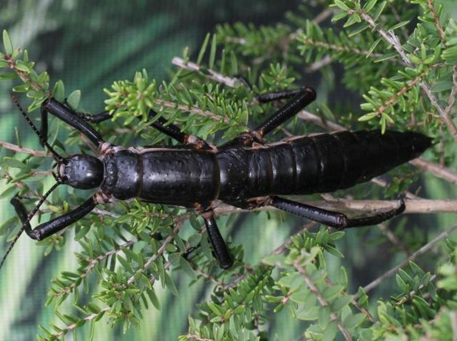 View - Sau 100 năm tuyệt tích, côn trùng quý hiếm bất ngờ tái xuất | Báo Tri thức và Cuộc sống - TIN TỨC PHỔ BIẾN KIẾN THỨC 24H