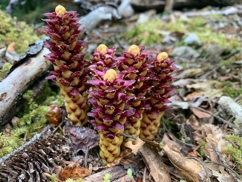 Loài cây từng bị ghét cay ghét đắng, nay muốn mua cũng khó