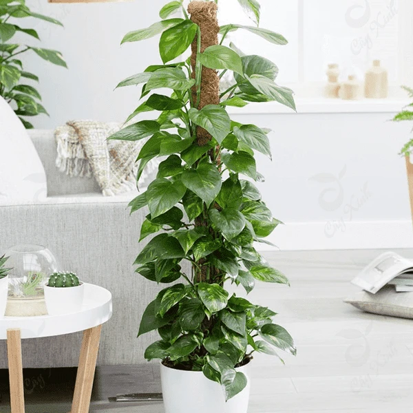 Loài cây lọc khí NASA khuyên trồng: Vừa đẹp vừa cực có ích