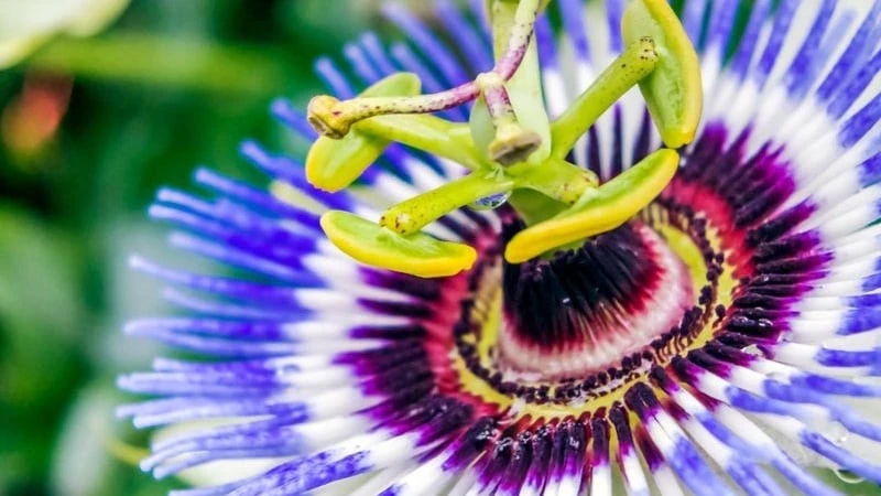 Cây cảnh kỳ lạ nở hoa như mặt trời tím ngoài hành tinh