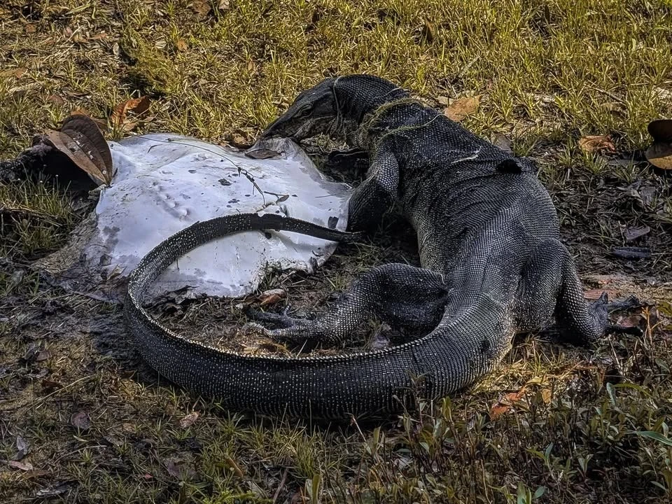 Đi dạo hồ, thanh niên sững người thấy cảnh tượng rùng rợn