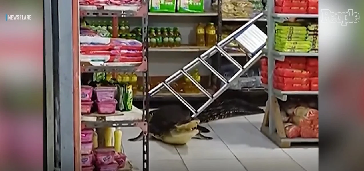 Quái thú dài hơn 3m "đi lạc" vào cửa hàng tạp hóa gây kinh hãi