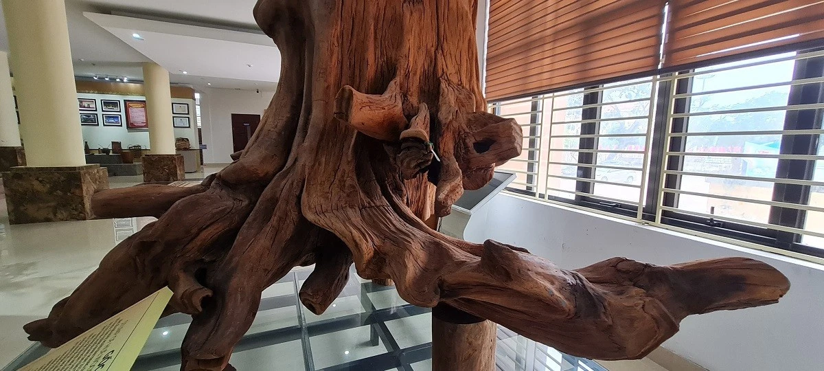 Loại gỗ quý hơn vàng ở Việt Nam, giới đại gia ráo riết lùng