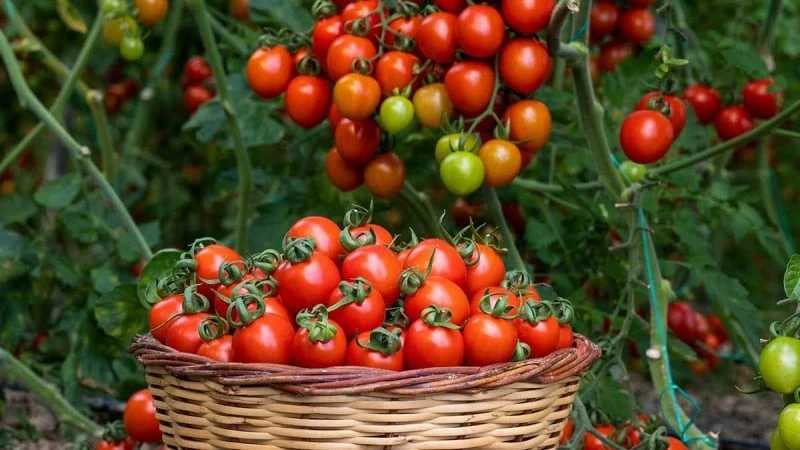 Cây cảnh mini siêu hot, trang trí đẹp, ăn ngon, trồng cực dễ