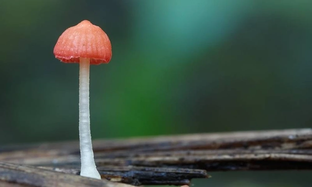 Top loài nấm đẹp nhất hành tinh, quý hiếm, rực rỡ đầy mê hoặc