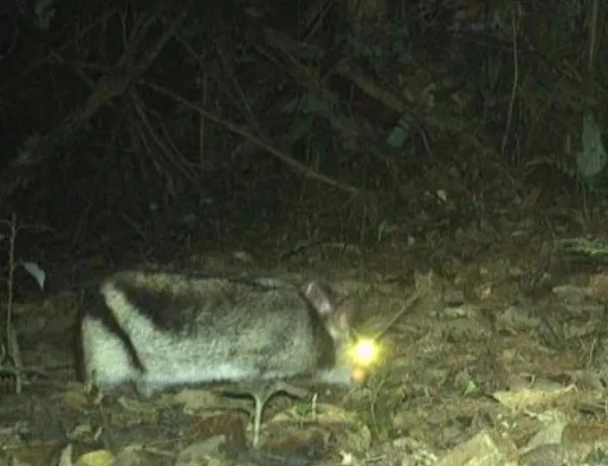 Bẫy ảnh phát hiện thỏ sọc Trường Sơn ở Khe Nước Trong