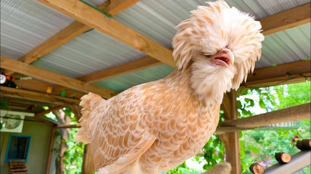 View - Hé lộ loài gà đẹp nhất thế giới, hot rần rần ở Việt Nam | Báo Tri thức và Cuộc sống - TIN TỨC PHỔ BIẾN KIẾN THỨC 24H