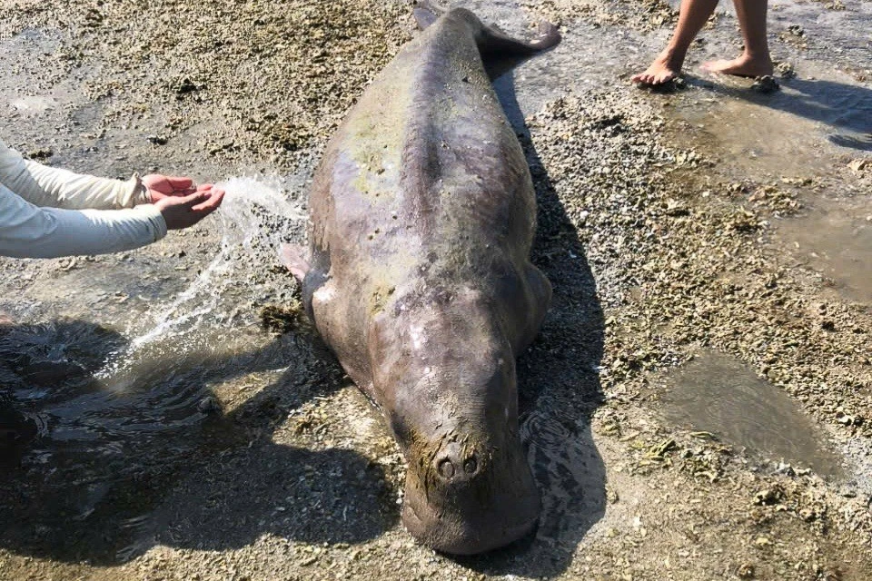 Xót xa cá thể bò biển quý hiếm mắc cạn tử vong tại Côn Đảo