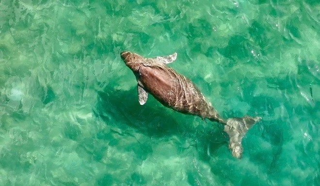 Bò biển Dugong quý hiếm bất ngờ xuất hiện tại biển Côn Đảo